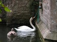 Swan on Moat